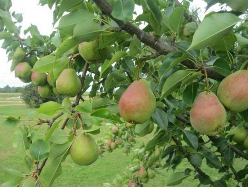 Груша Велеса. Иллюстрация для статьи используется с сайта romashkino.ru