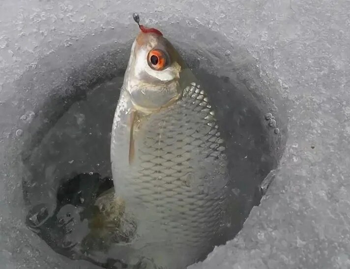 Мормышка для плотвы зимой какая