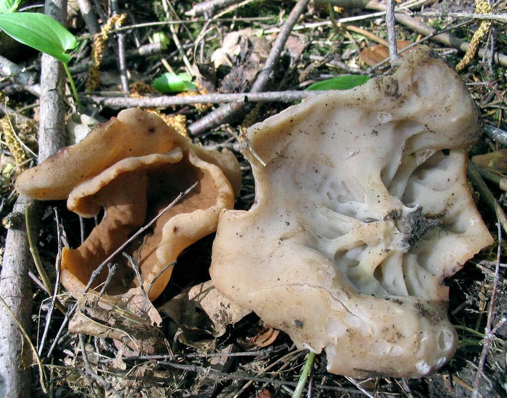 С исподнего дисцина вот такая (фото И.Лебединского)