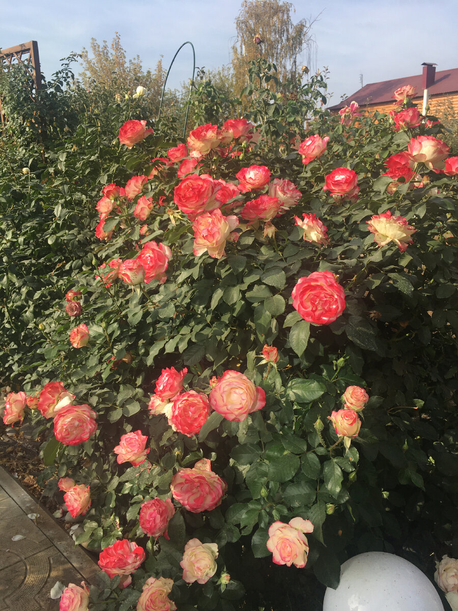 Роза Юбилей принца Монако не бывает без цветов