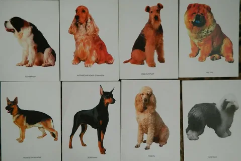 Яндекс картинки