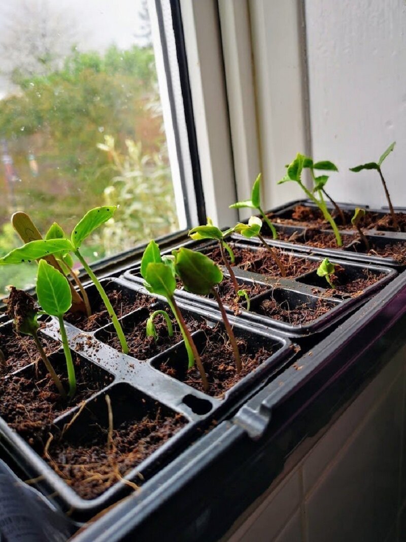 Рассада кобеи