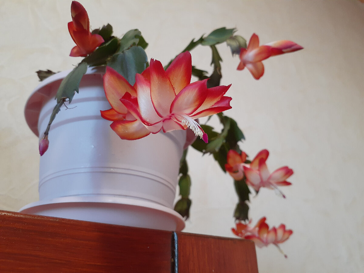 Шлюмбергера, или декабрист