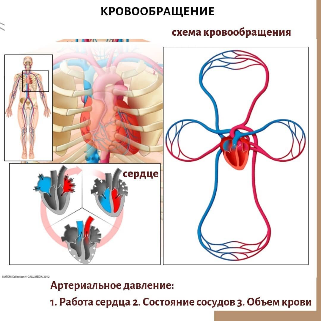 Гипертония. | Терапевт Варвара Веретюк | Дзен