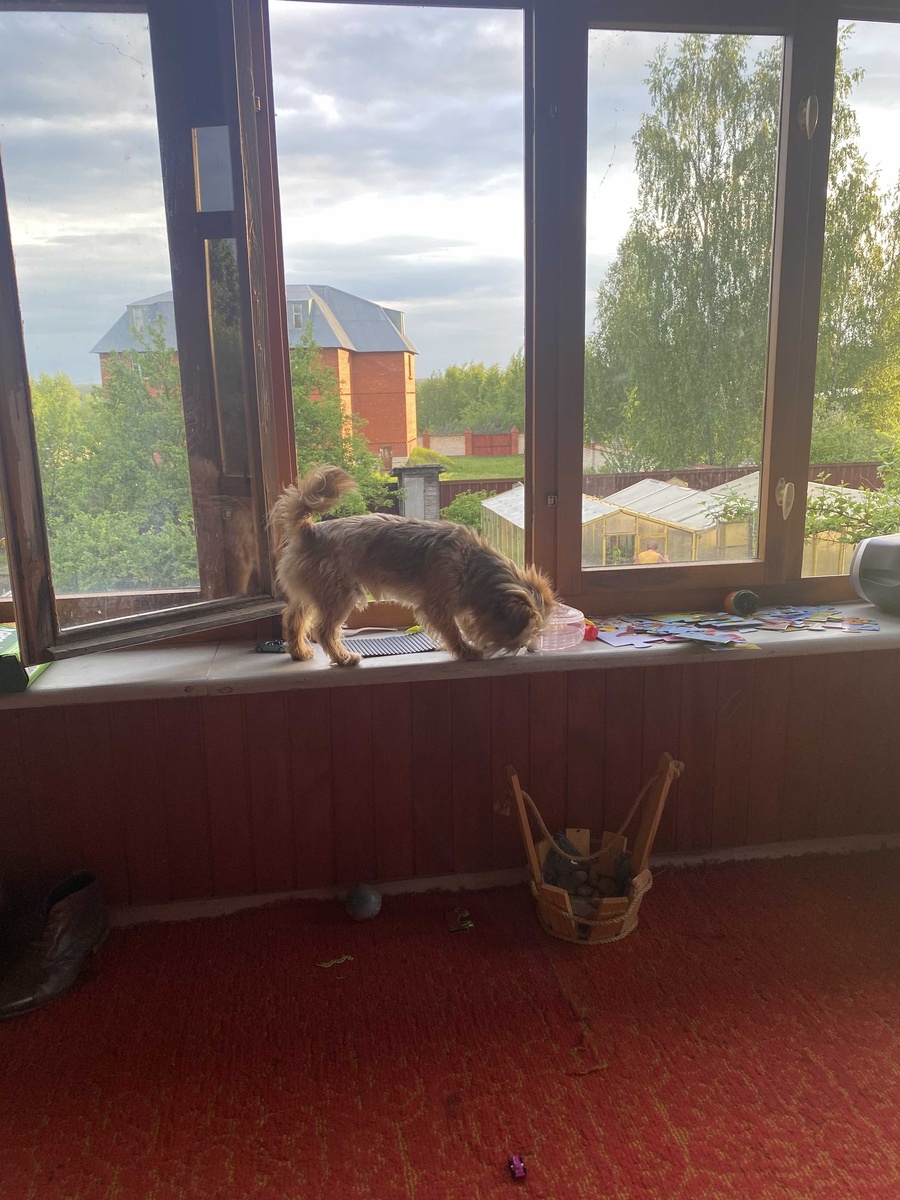 БЕНЯ НА ПОДОКОННИКЕ