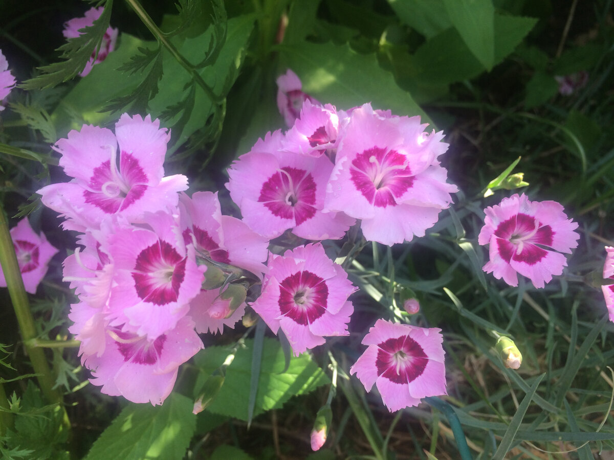 Эти гвоздики называются "Мулен руж", и я вырастила их из семян:)