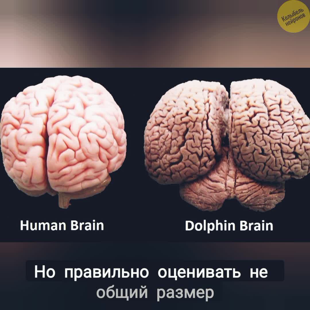 Как устроен мозг дельфинов