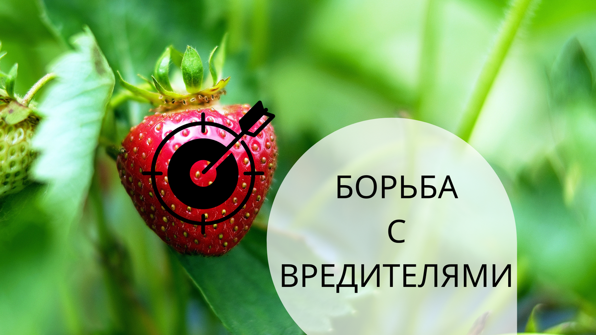 Чем обработать клубнику от вредителей во время плодоношения | БИО-комплекс  | Дзен