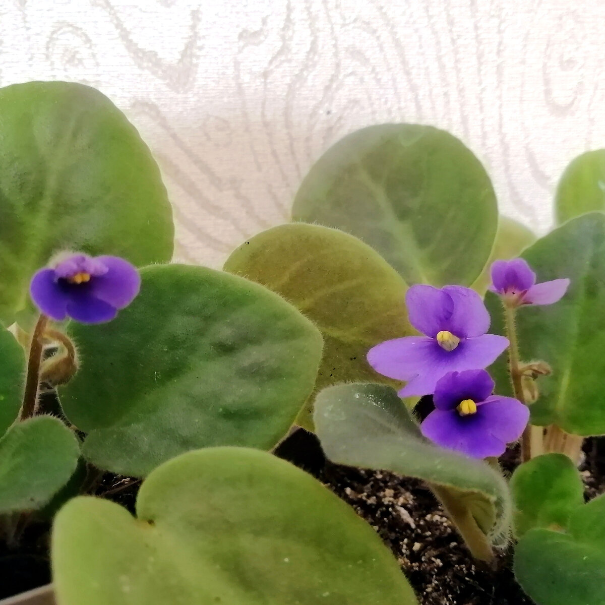 Узамбарская фиалка