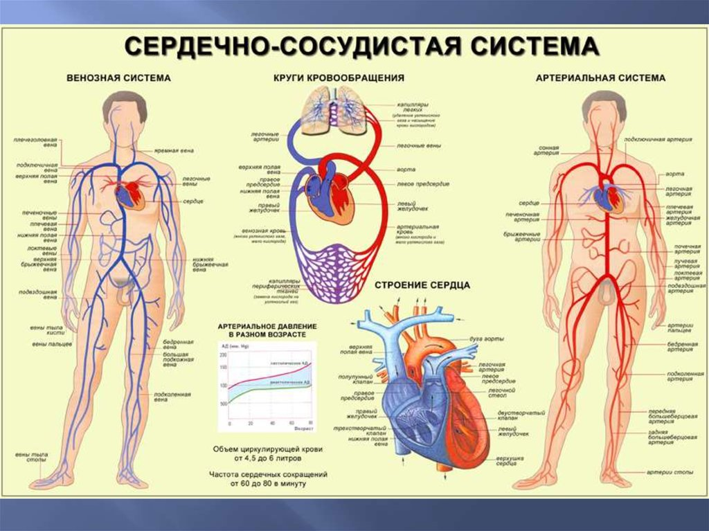 Сердечно сосудистая система и возраст. Артериальная система человека схема. Строение кровеносной системы человека. Строение сердечно сосудистой системы человека схема. Артериальная и венозная система схема.