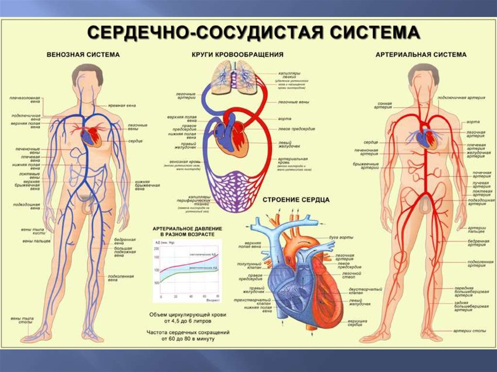 Сердечно сосудистая тема. Артериальная система человека схема. Строение кровеносной системы человека. Строение сердечно сосудистой системы человека схема. Артериальная и венозная система схема.