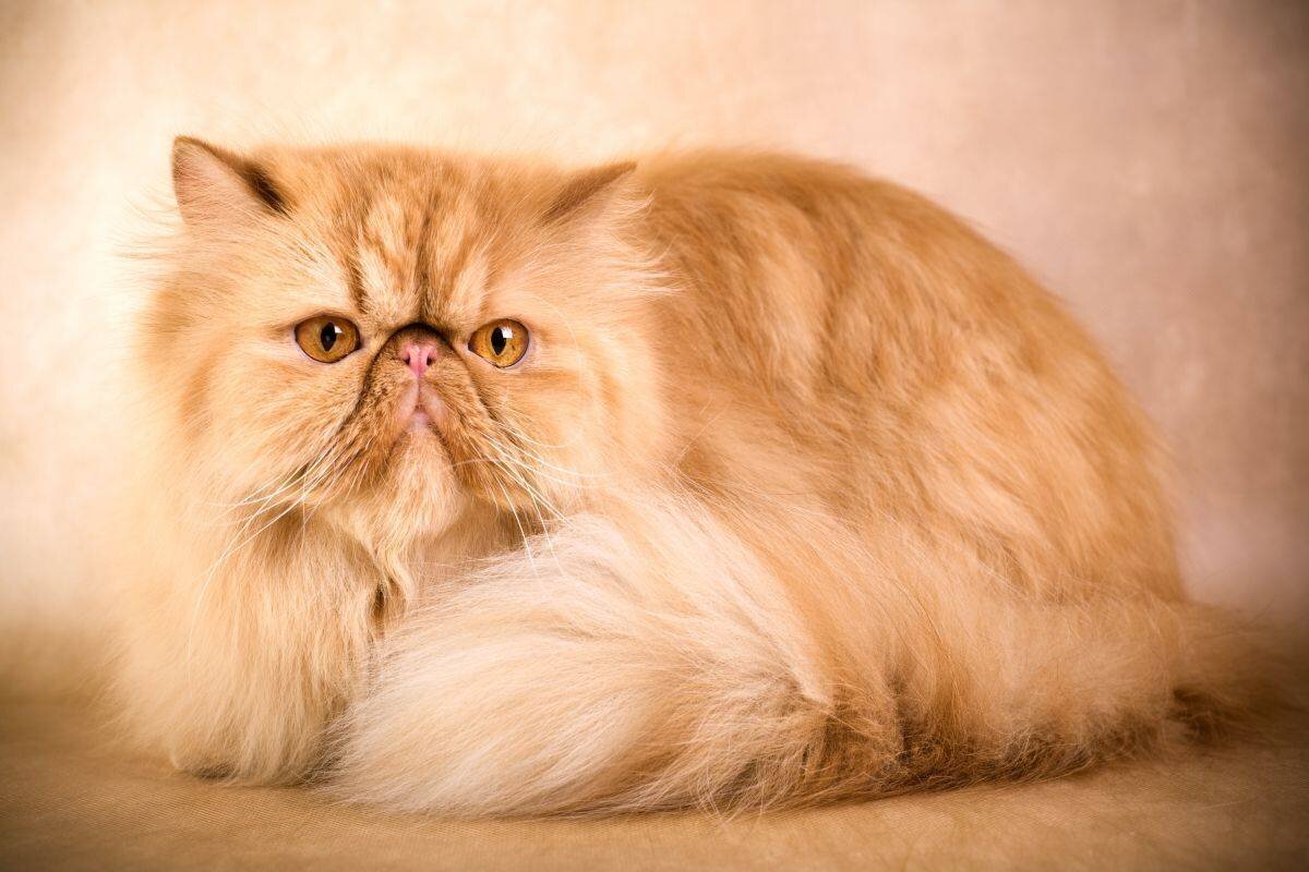 персидская кошка( рыжий окрас)