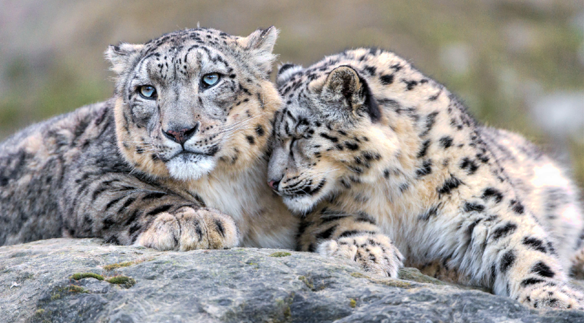 Снежный Барс Ирбис. Илбирс снежный Барс. - Снежный Барс (Panthera uncia. Снежный Барс леопард Snow Leopard Ирбис.