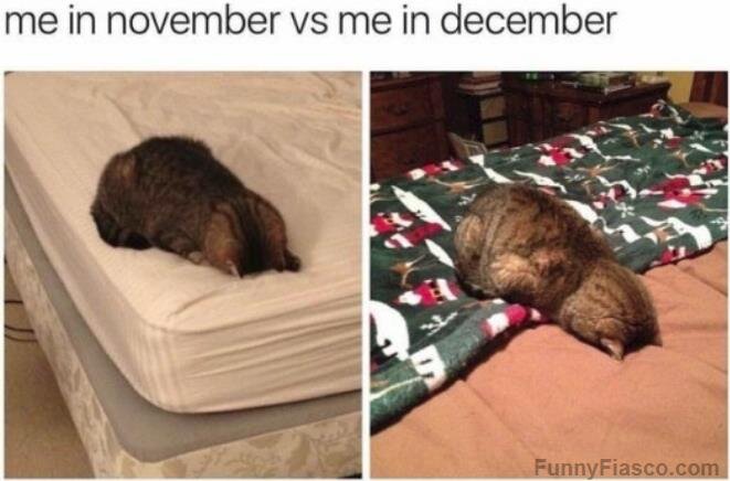 Да, мы добавили картинки котиков в статью про сочинение, ведь котиков все любят :)