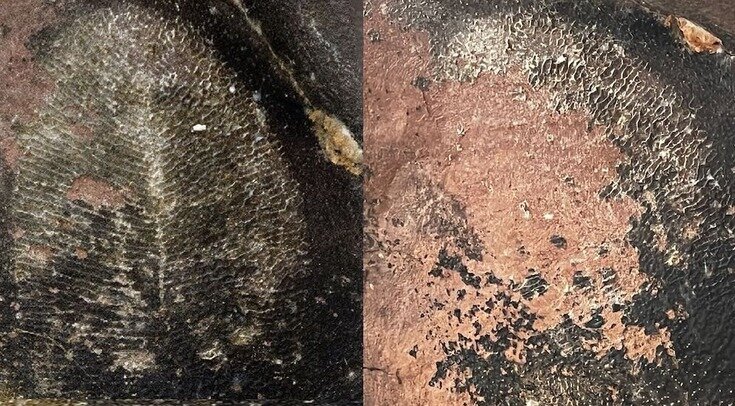   Joseph G. Meert et al. / Gondwana Research, 2023