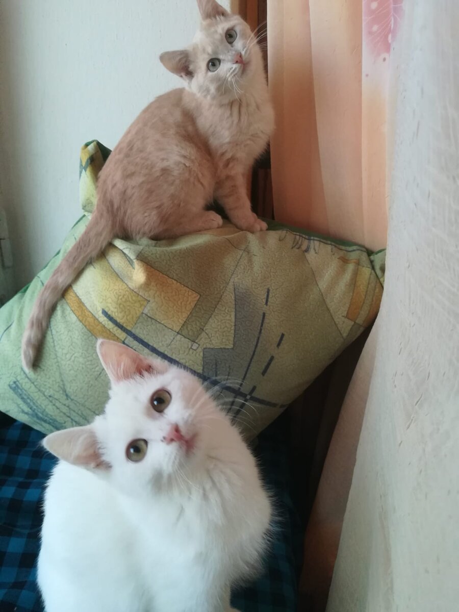 Рифа Апа забирает к себе тяжёлых кошек, и выводки брошенных беспомощных котят. 