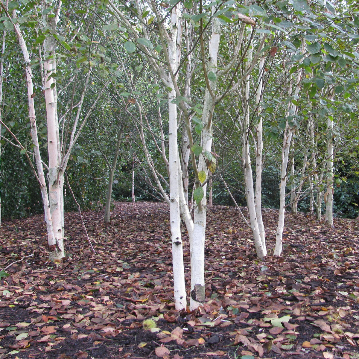 Береза Жакмона (Betula jacquemontii)