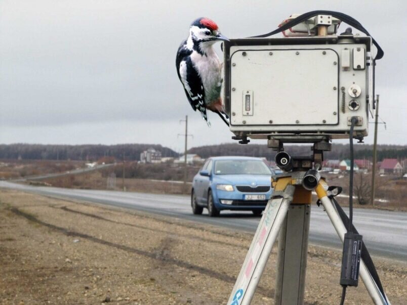 Иллюстрация: Денис Тюркин/Константин Никитанов