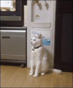 🎞️10 Лучших GIF с Котиками За #Июль | КоТ😼 и Кошка😻 | Дзен