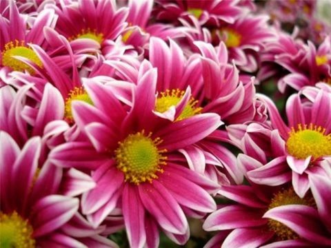  Хризантемы из теплицы