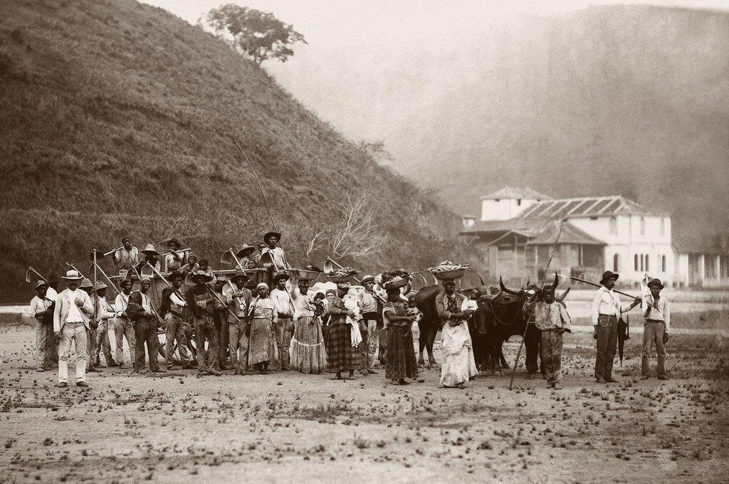 Рабы на кофейной ферме в Рио де Жанейро, Бразилия, 1885 год  (Instituto Moreira Salles) 