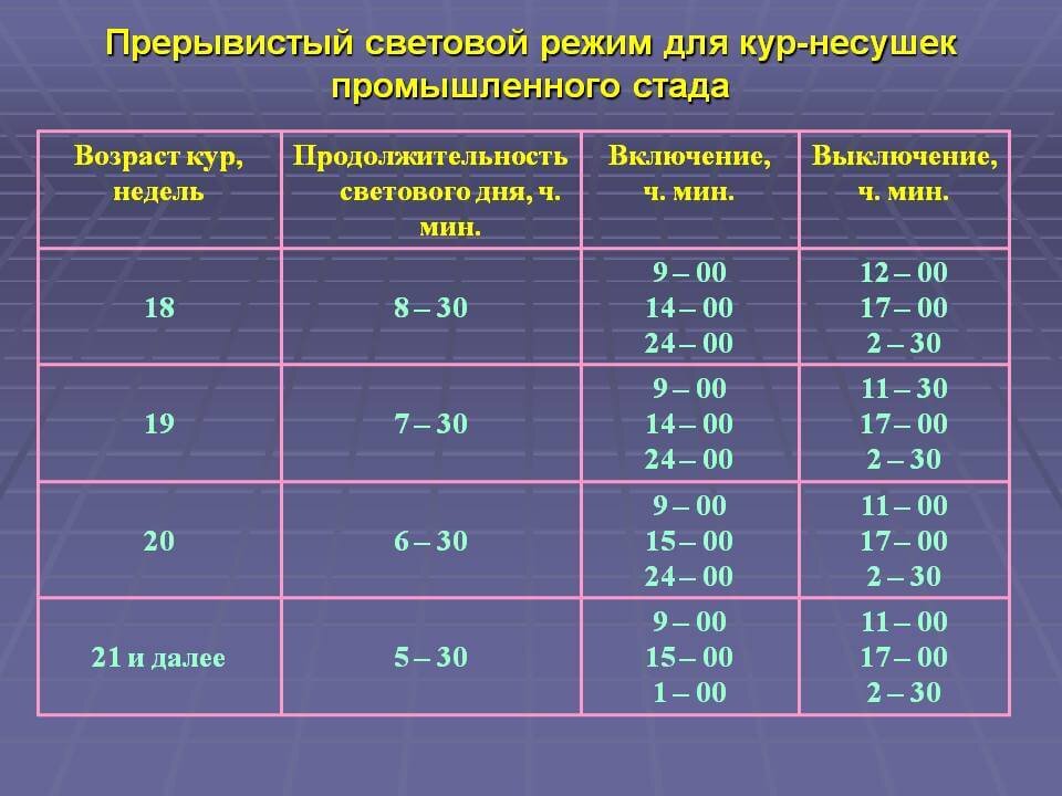 Освещение для кур несушек – прерывистое или постоянное?