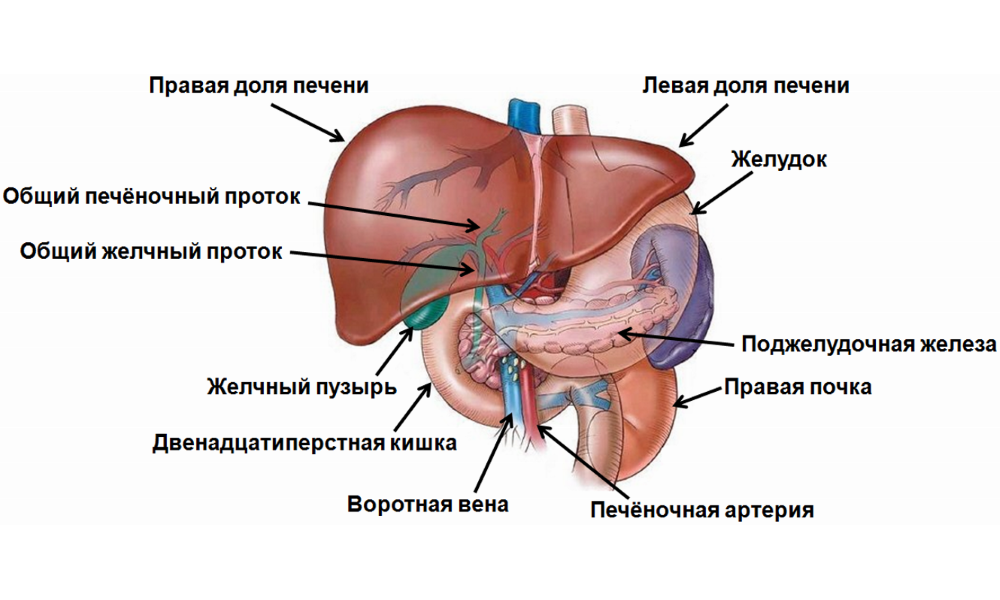 Печень части органа. Строение печени человека схема. Анатомо физиологическое строение печени. Строение печени и желчного пузыря. Печень человека анатомия строение и функции печени.