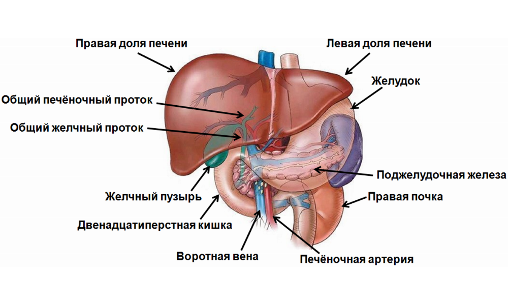 Печень части органа