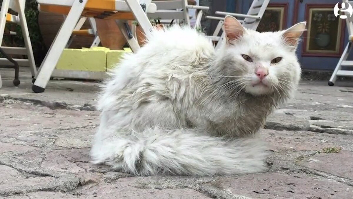 На фото кот Кункуш, найденный волонтёрами греческого острова Лесбос