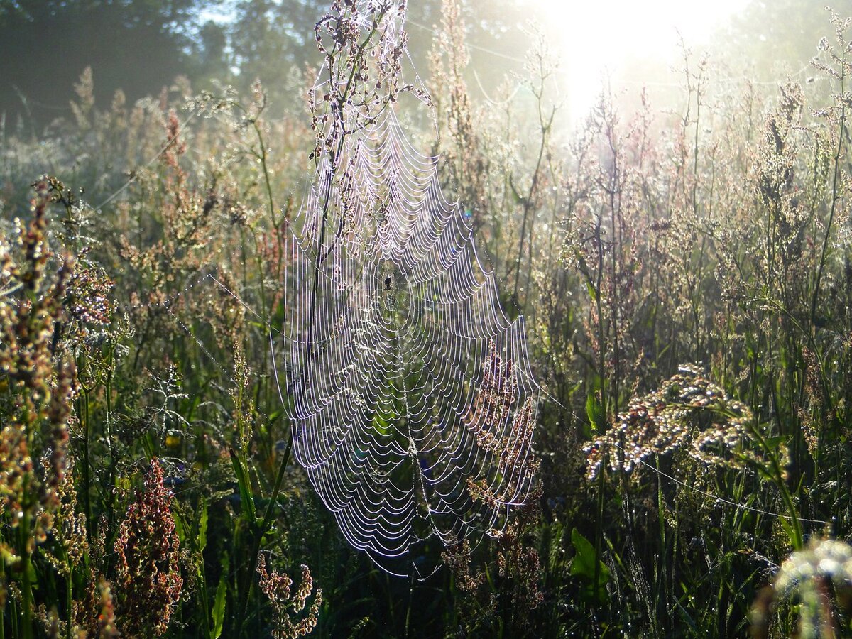 Такое великолепие доступно только природе...