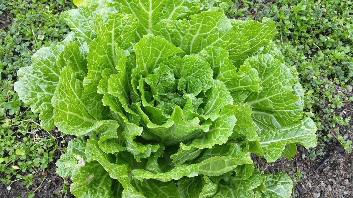 Лист пекинской капусты. Крестоцветные пекинская капуста. Brassica Pekinensis. Капуста Напа. Пекинская капуста крестоцветное растение.