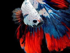 Как часто, оценив комбинацию свойств, покупатель останавливается на петушке! Несмотря на широко распространенное мнение об их бойцовском характере, непримиримости даже со своими собратьями, а также хитром и гипервозбудимом характере.