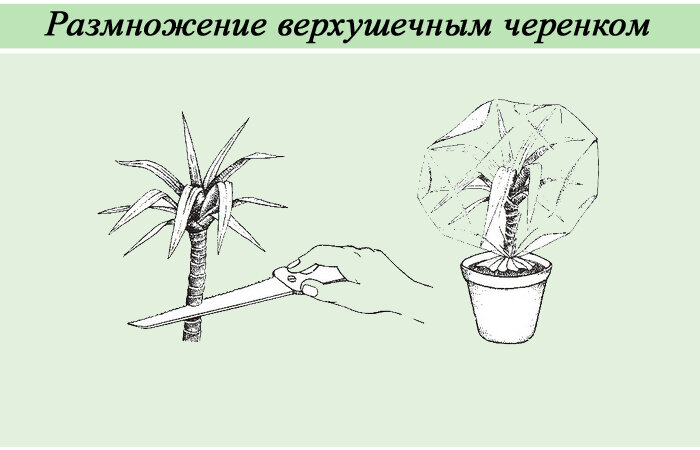 Размножение черенками рисунок. Пахиподиум ламера размножение черенками. Верхушечный черенок. Верхушечное черенкование. Пахиподиум черенкование.