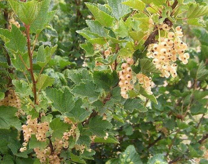 Особенности агротехники красной и белой смородины. Hack Garden.