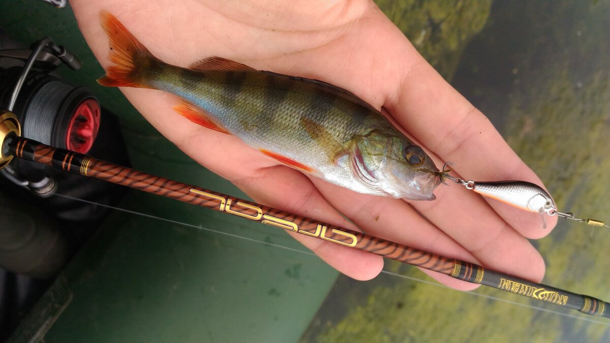 ультралайт. ультралайт рыбалка. спиннинг ультралайт траут. спин ультралайт favorite. Zemex ультралайт спиннинг.