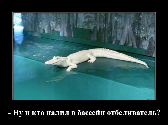 Такой крокодил способен и в снегах замаскироваться)