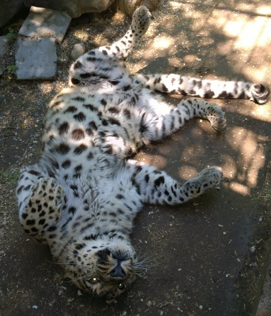 Это леопард Лёпа!В этом году ему исполнилось 14 лет.В зоогалерее говорят, что для больших кошек это очень солидный возраст и Лёпа считается старичком, хотя выглядит и чувствует себя довольно бодро.Именно этот зверь считается «крёстным отцом» зоопарка.С его появлением приют для животных превратился в посещаемую выставку, а потом и в зоопарк.