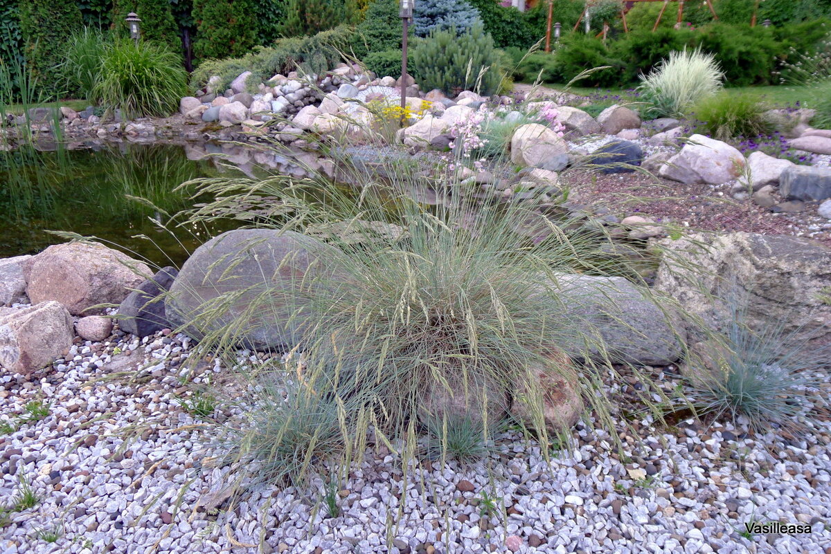 Овсяница сизая - посажена в прорези гекстиля, в песок - как и другие злаки на заднем плане,  Внизу - самосев