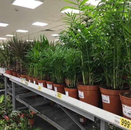 Цветочный отдел в крупном магазине