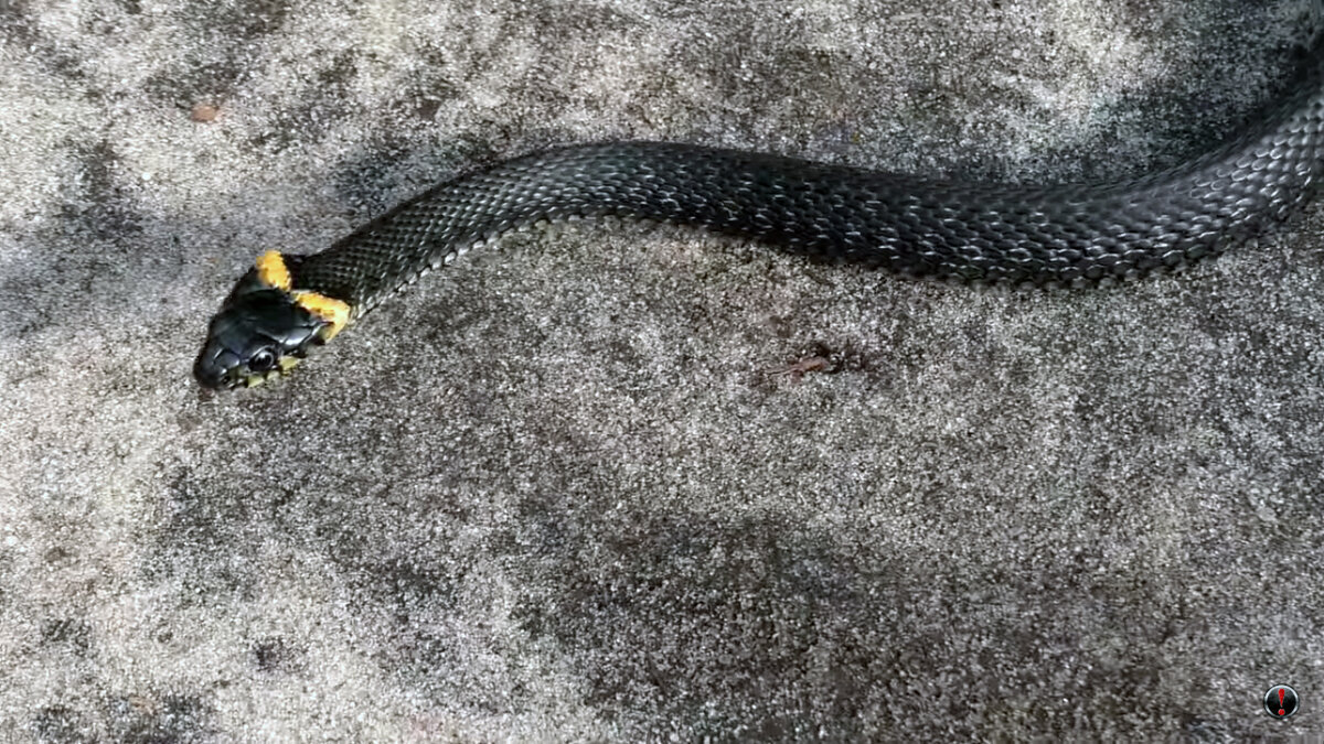 Уж обыкновенный