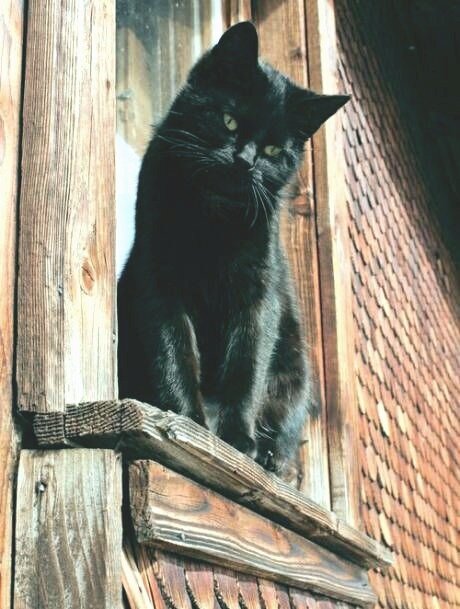 Страх и "Тьма" ждали его дома. Почти мистическая история