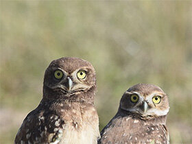 От инфантильности и страха – к подавлению и самоутверждению. От подавления – к проживанию и пониманию. От понимания – к эффективности. От ложного смирения – к ложной силе. От ложной силы – к истинному смирению. От истинного смирения – к истинной силе. Но самое главное и самое сложное происходит между этапов – это постижение правды на все более тонком уровне, темная ночь души и ломка мировоззрения. Первый этап – наивного птенца, пребывающего в ложном смирении. Второй – самолюбивого попугая, охваченного ложной силой. Третий – созерцательной совы, добравшейся до истинного смирения. Четвертый – свободолюбивого ворона, открывшего истинную силу.