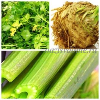 Как собирать сельдерей. Как собирать сельдерей. Сельдерей черешковый на зиму. Срез сельдерея. Как собирать сельдерей.