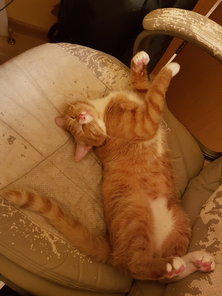 Не смейте мешать царю зверей!