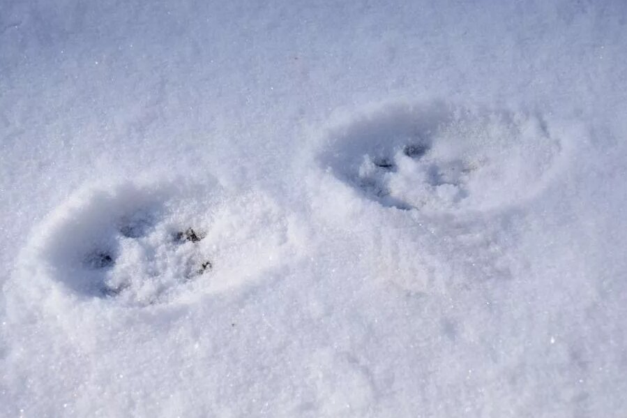 Фото: Яндекс