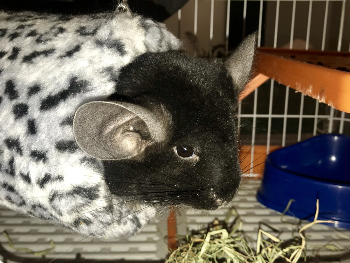 (собственное фото моего пушистого товарища)