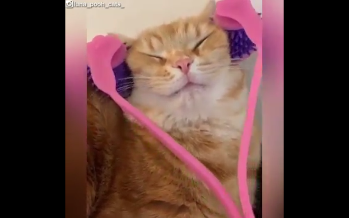 Кадр видео youtube.com/Viral Paws