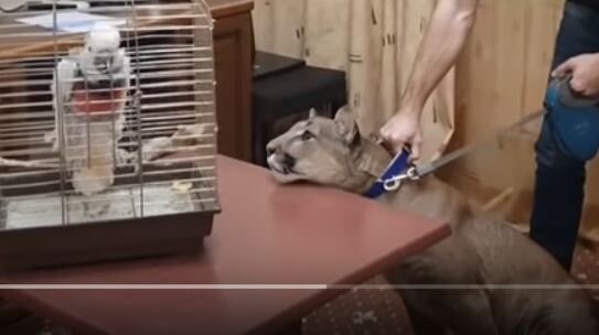 Источник: youtube.com
