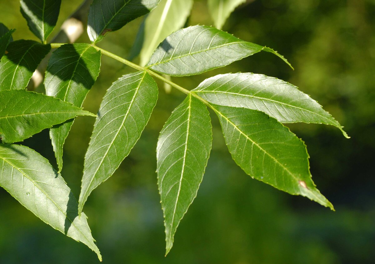 Ясен красен. Ясень обыкновенный Fraxinus Excelsior. Ясень обыкновенный -Fráxinus Excélsior. Fraxinus Excelsior дерево. Ясень обыкновенный лист дерево.