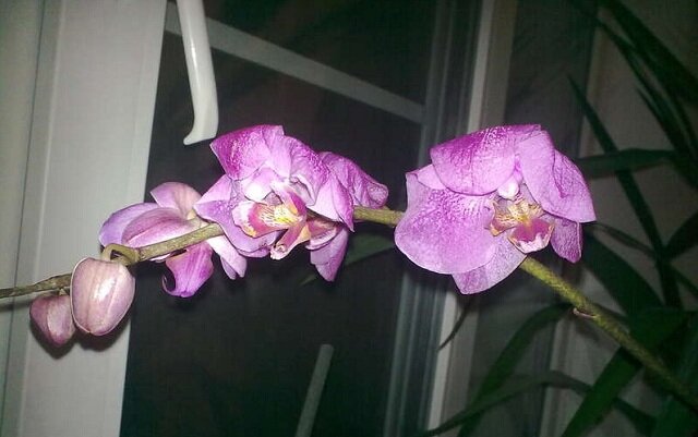 Почему у орхидеи опадают цветы